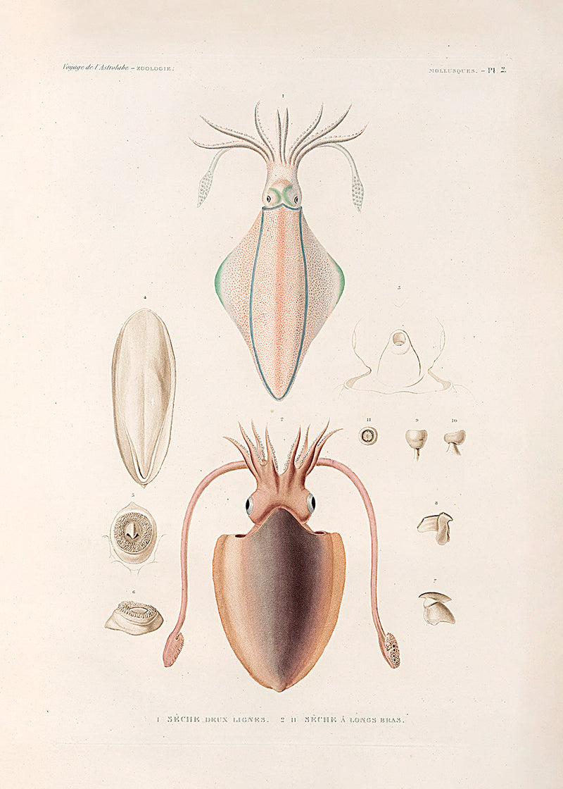 Mollusques - Pl. 2