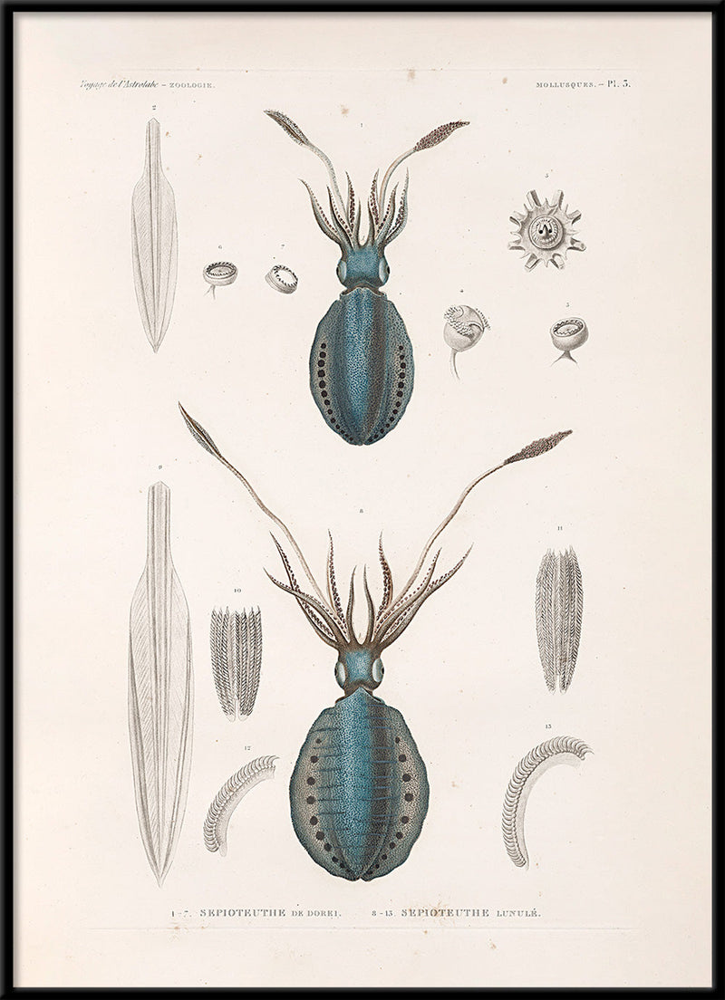 Mollusques - Pl. 3
