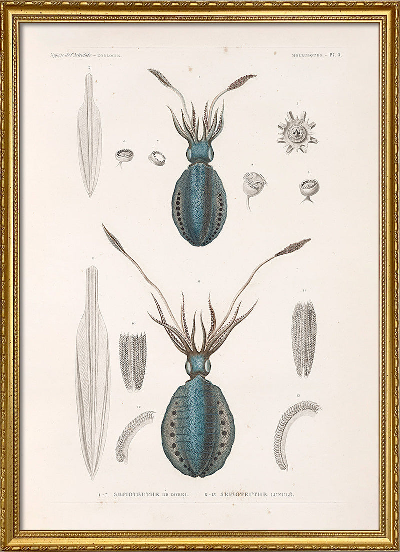 Mollusques - Pl. 3