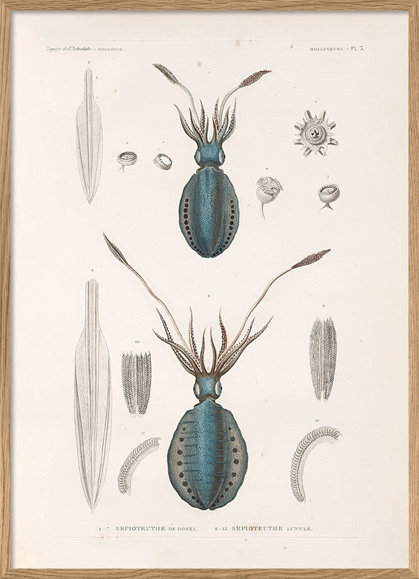 Mollusques - Pl. 3