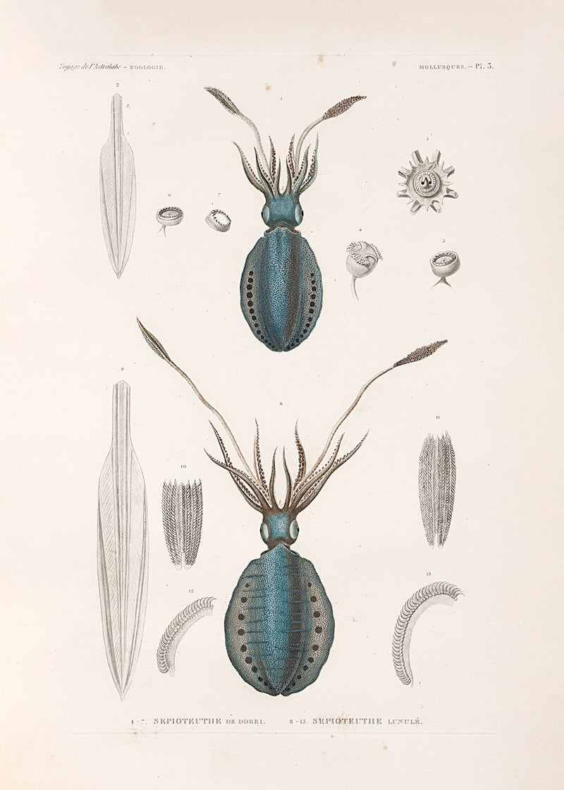 Mollusques - Pl. 3