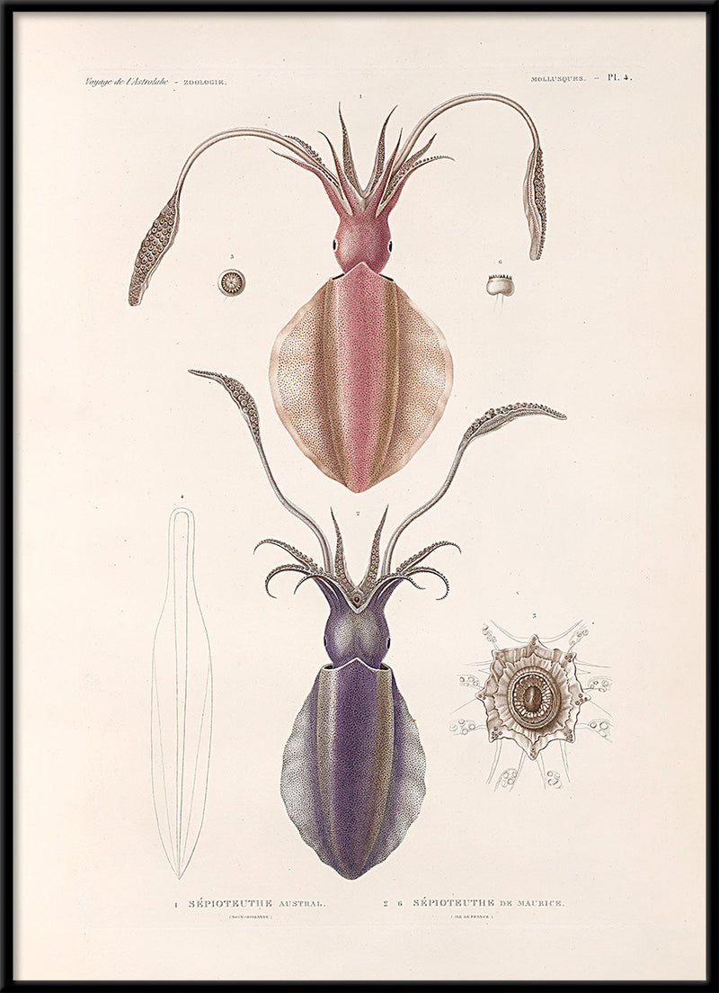 Mollusques - Pl. 4