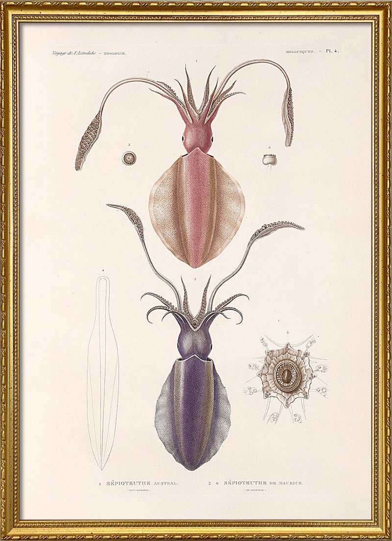 Mollusques - Pl. 4