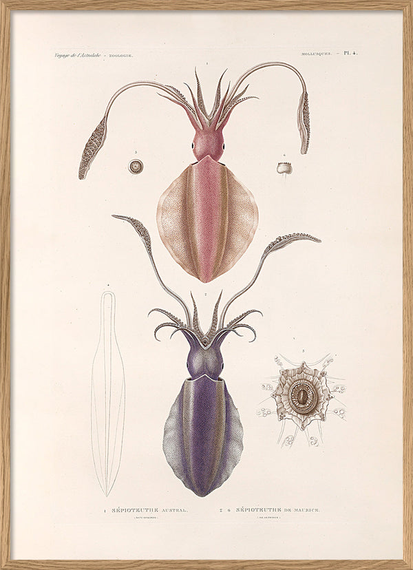 Mollusques - Pl. 4