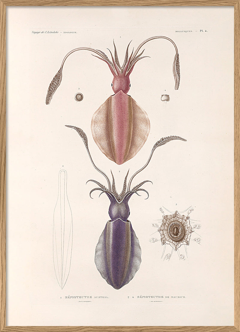 Mollusques - Pl. 4