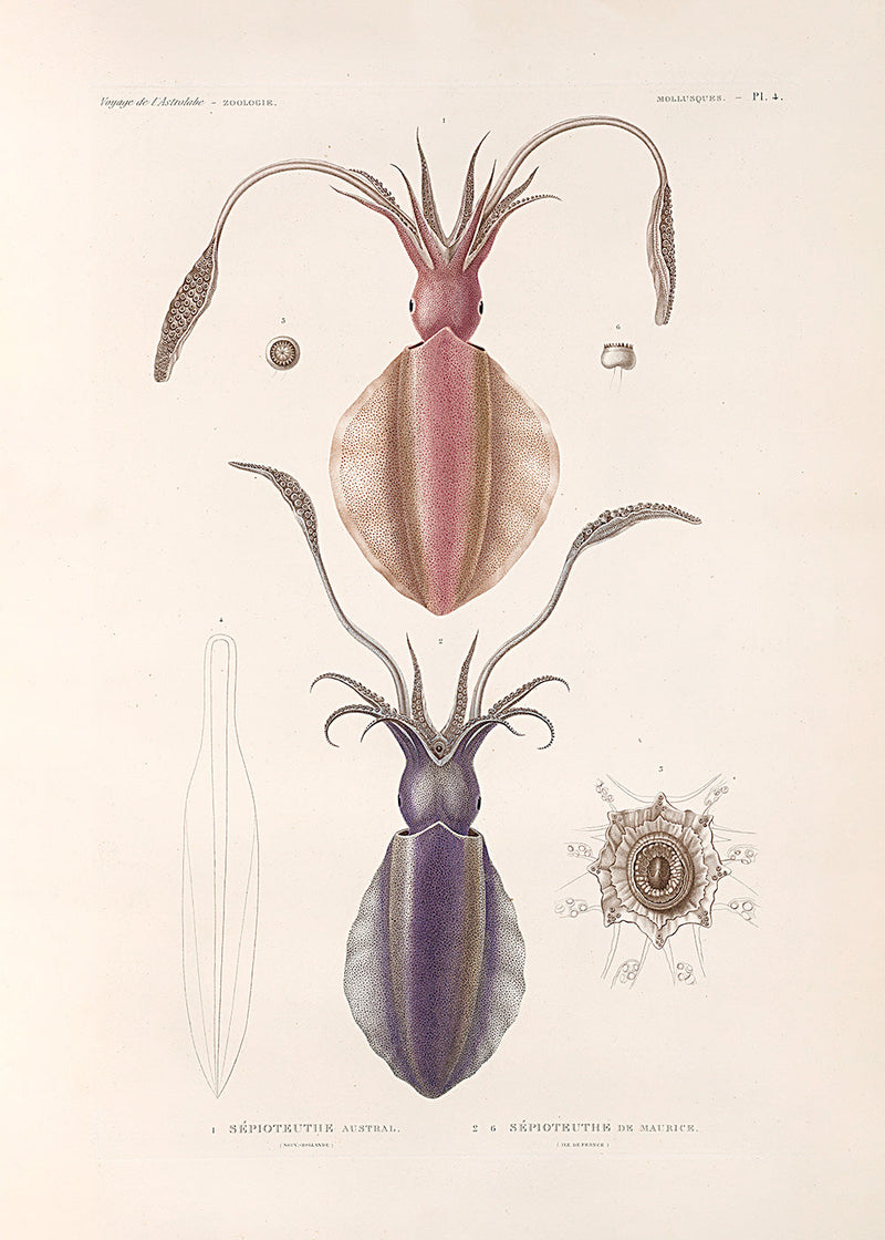 Mollusques - Pl. 4