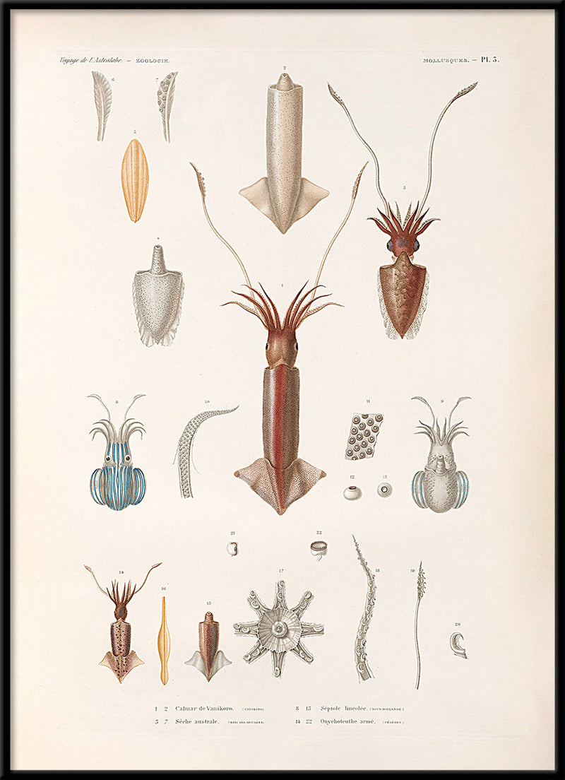 Mollusques - Pl. 5
