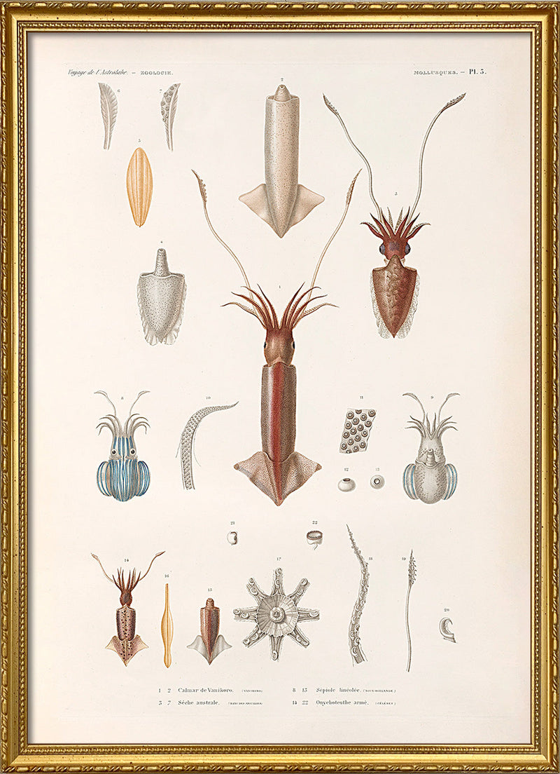 Mollusques - Pl. 5