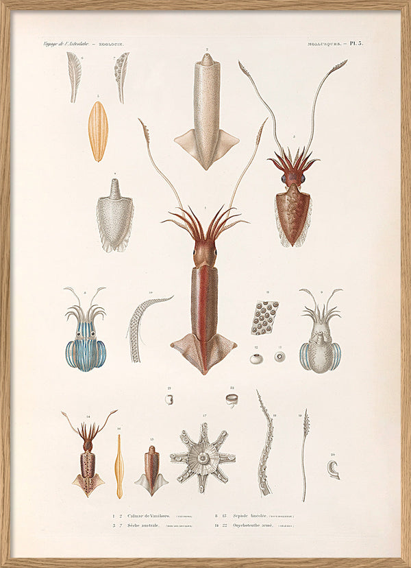 Mollusques - Pl. 5
