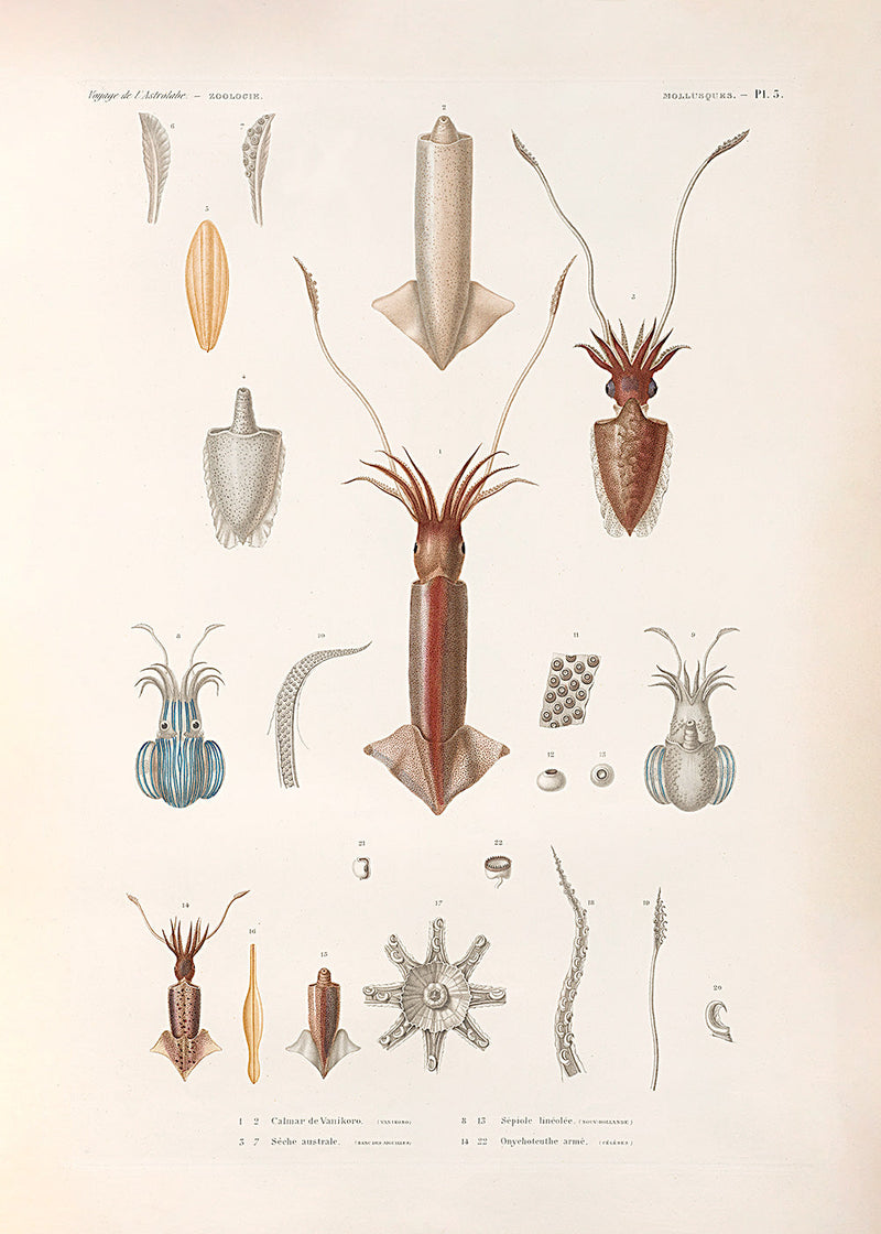 Mollusques - Pl. 5