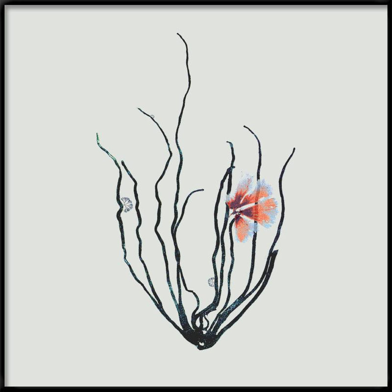 Single Algae black with pink flower