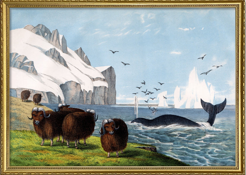 Musk Ox