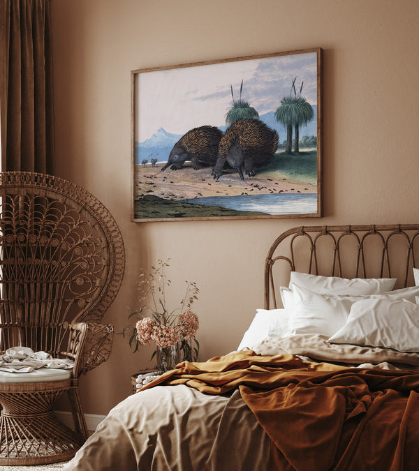 Echidna or Porcupine Ant-Eater