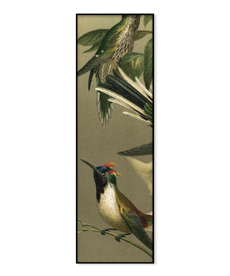 Hummingbirds Slim
