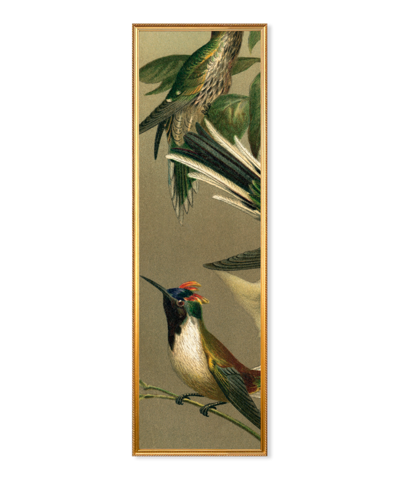 Hummingbirds Slim