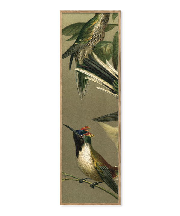 Hummingbirds Slim