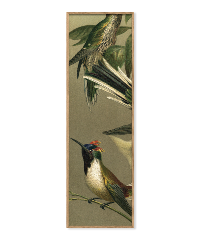 Hummingbirds Slim