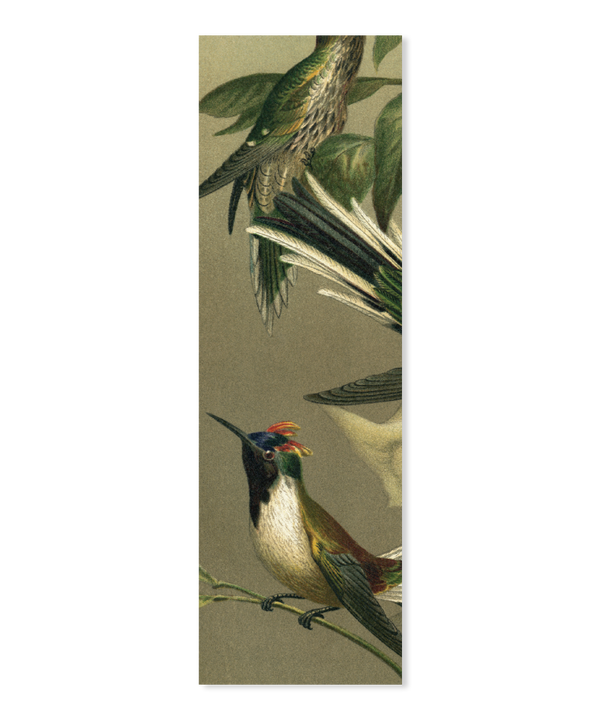 Hummingbirds Slim