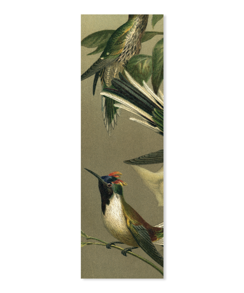 Hummingbirds Slim