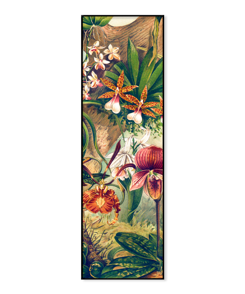 Orchids Slim
