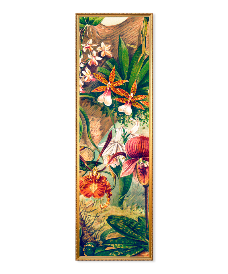Orchids Slim