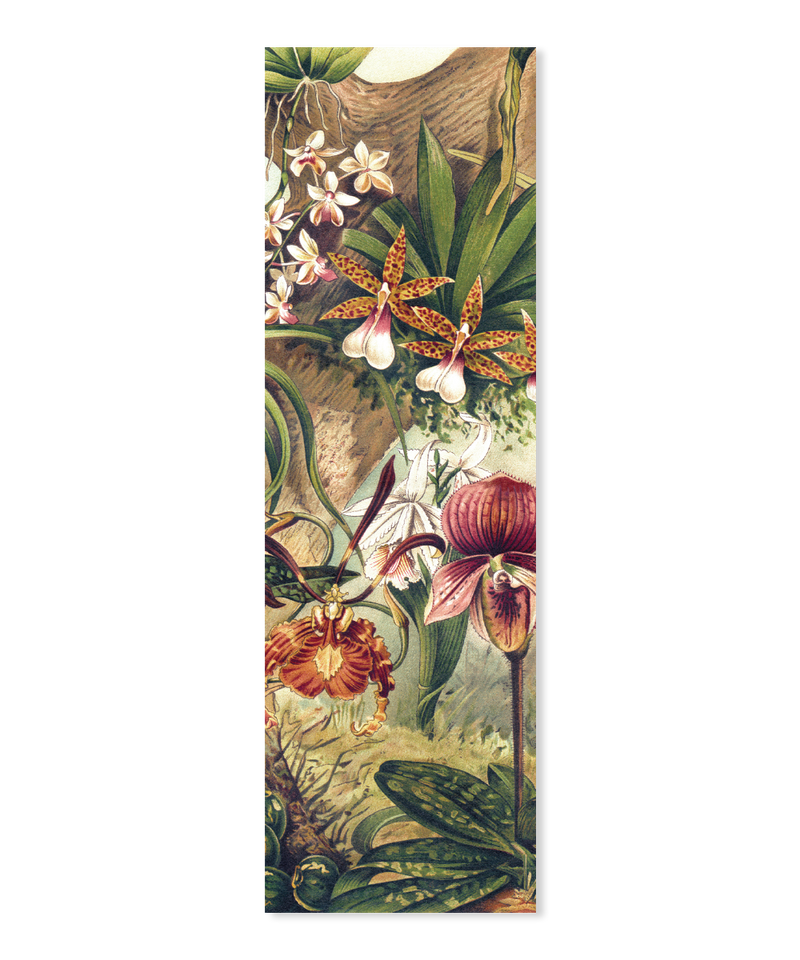 Orchids Slim