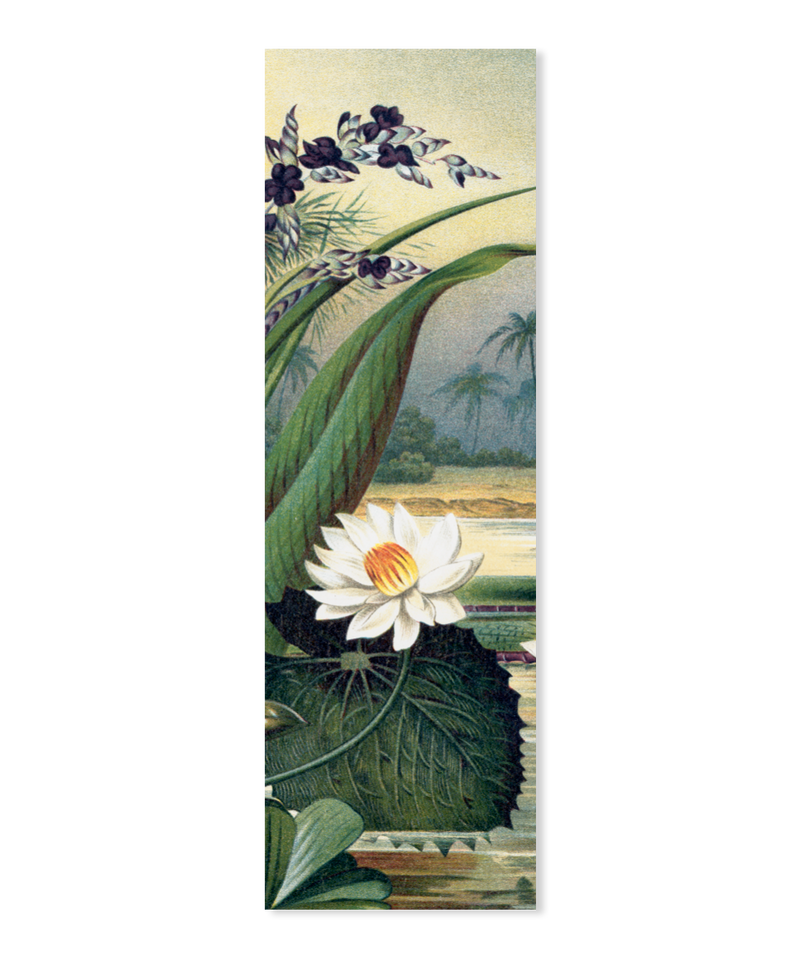 Water Lily Slim
