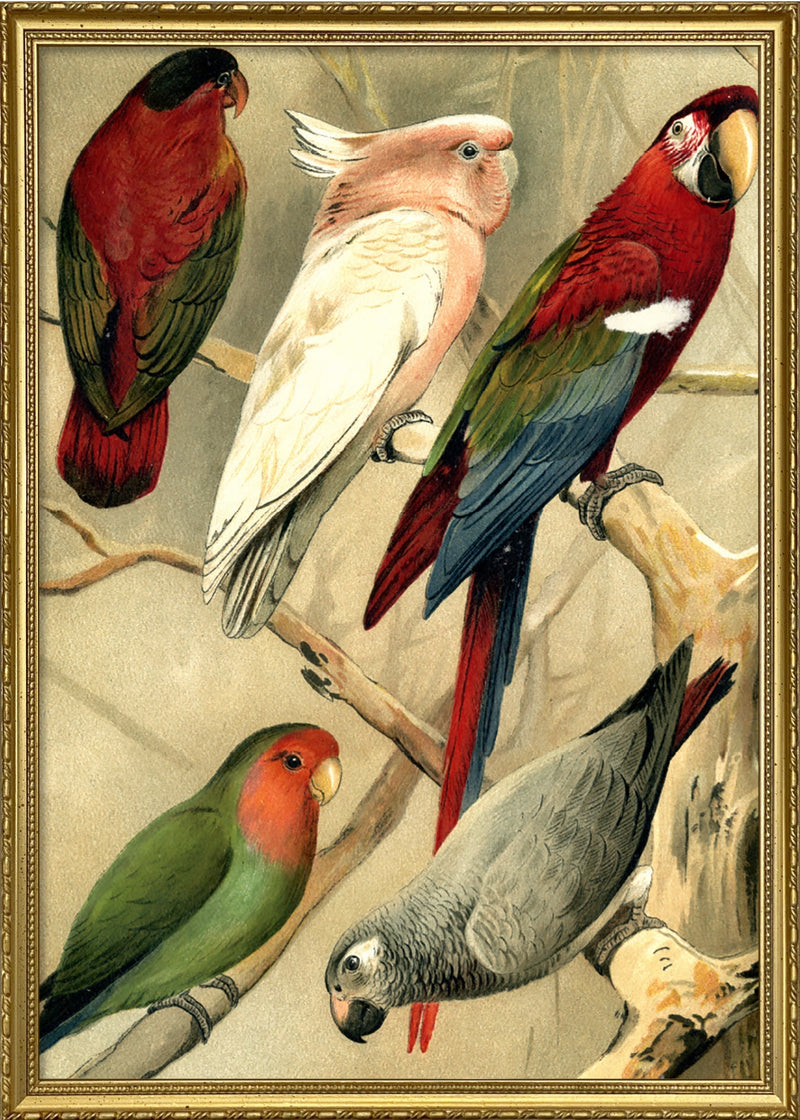 Parrots Left side