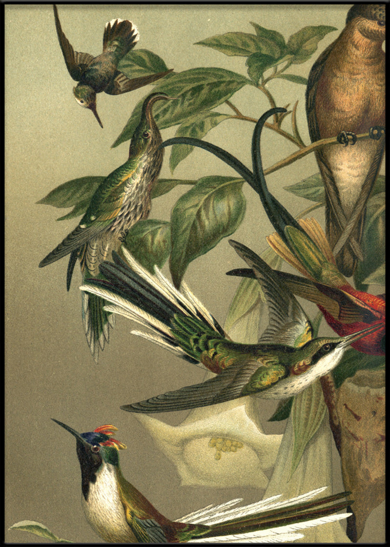 Hummingbirds Left side