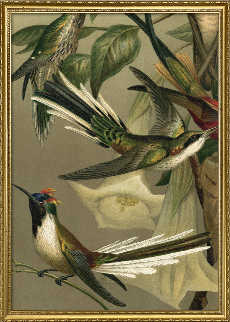 Hummingbirds Close-up