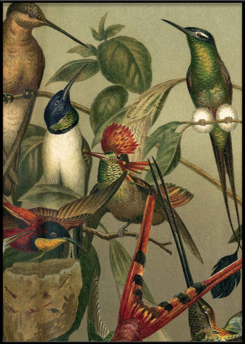 Hummingbirds Close-up