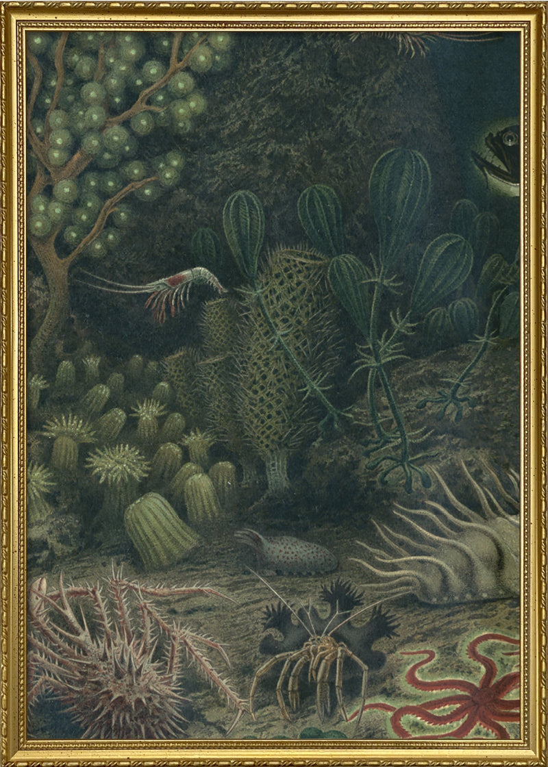 Deep Sea Fauna Left Side