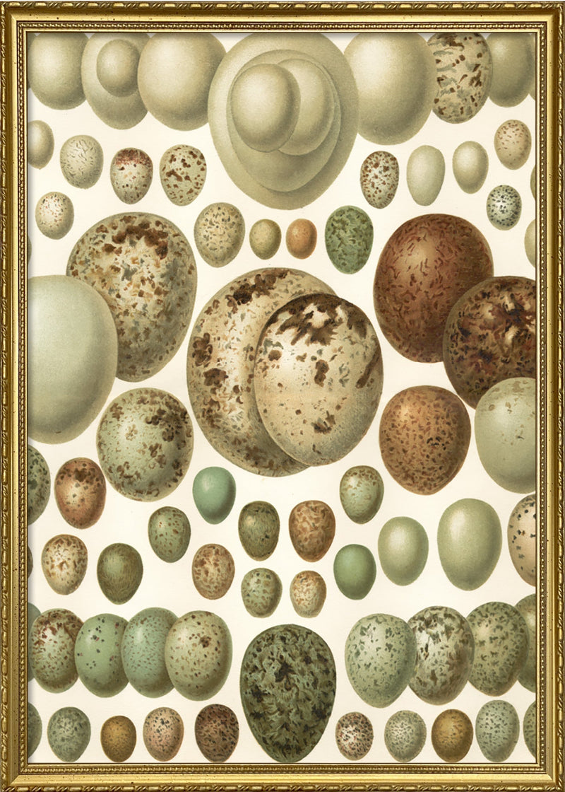 European eggs