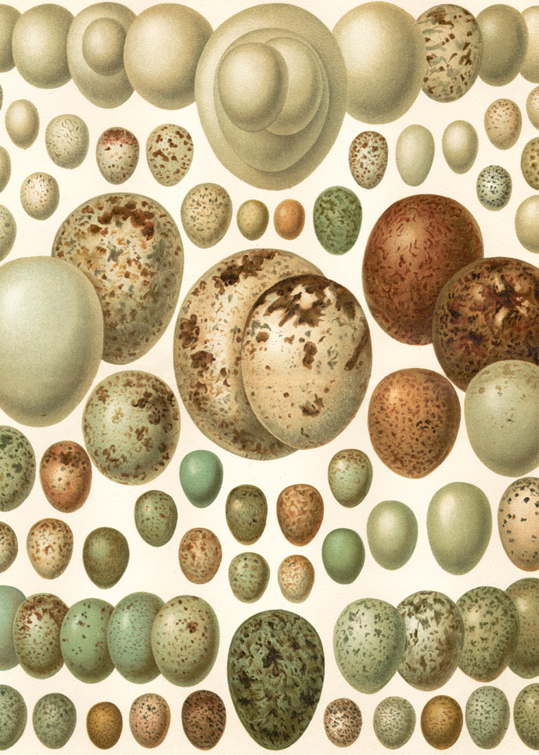 European eggs