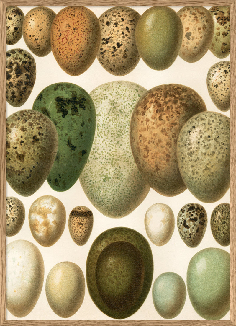 European eggs