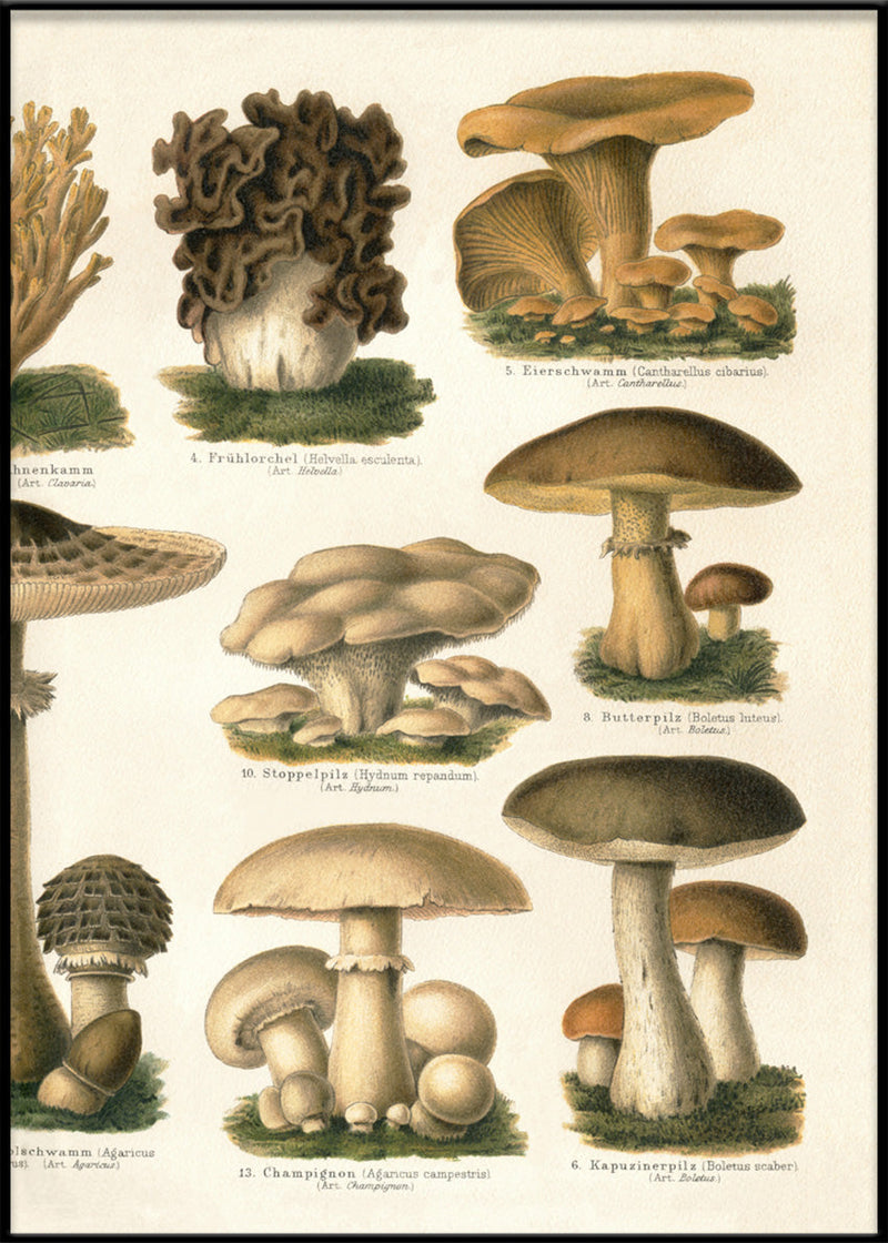 Mushrooms II Right Side