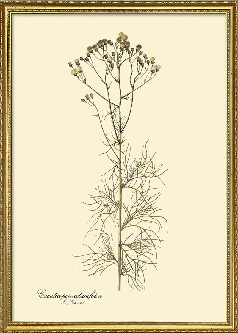 Cacalia Peucedanfolia