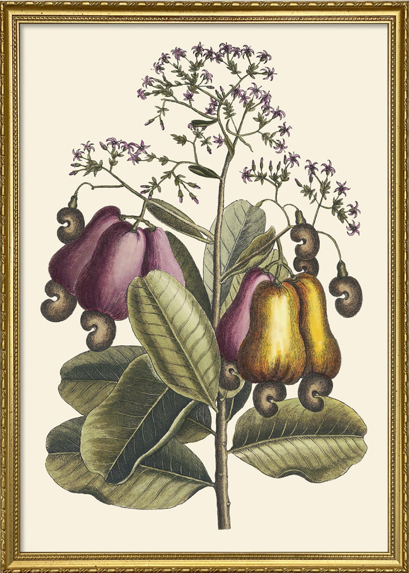 Cashew Tree