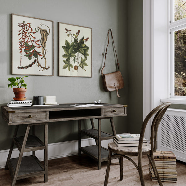 Brown Bead Snake And Corallodendron