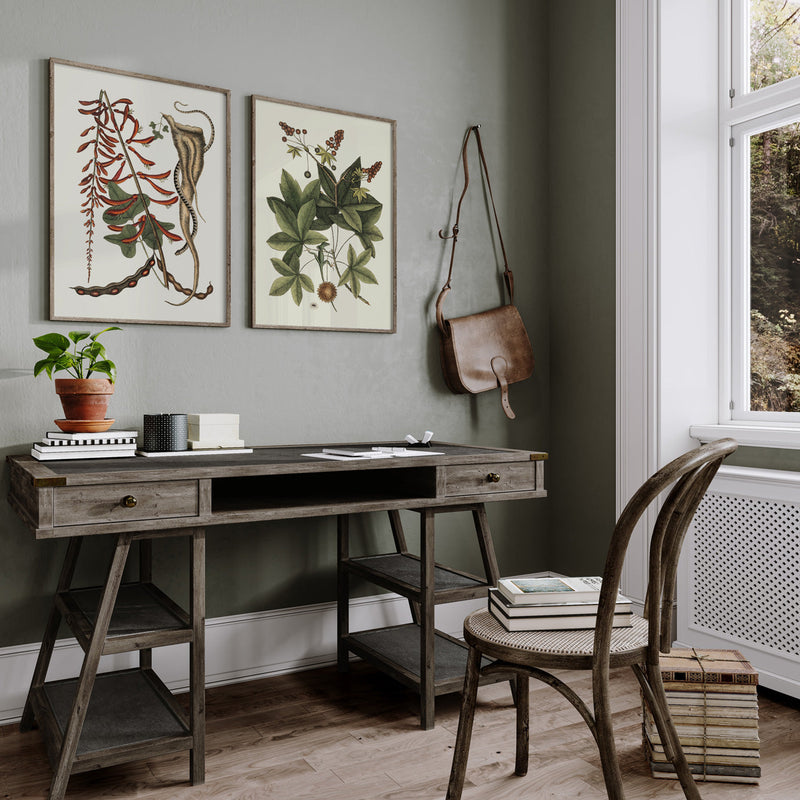 Brown Bead Snake And Corallodendron