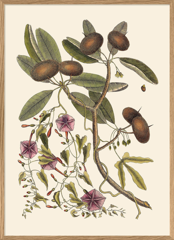 Annona And Convolvulus