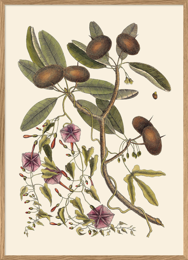 Annona And Convolvulus