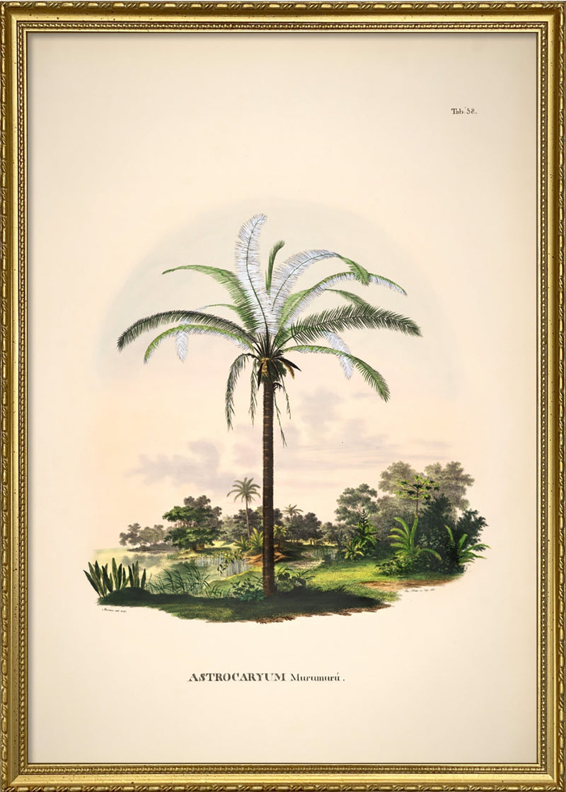 Astrocaryum Murumurú