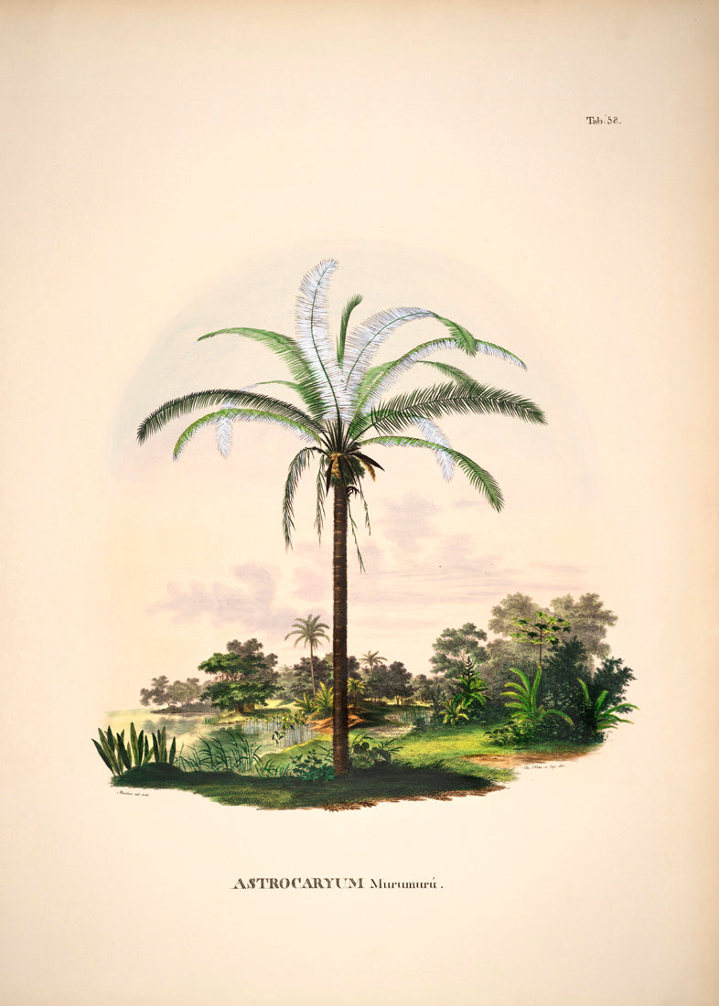 Astrocaryum Murumurú