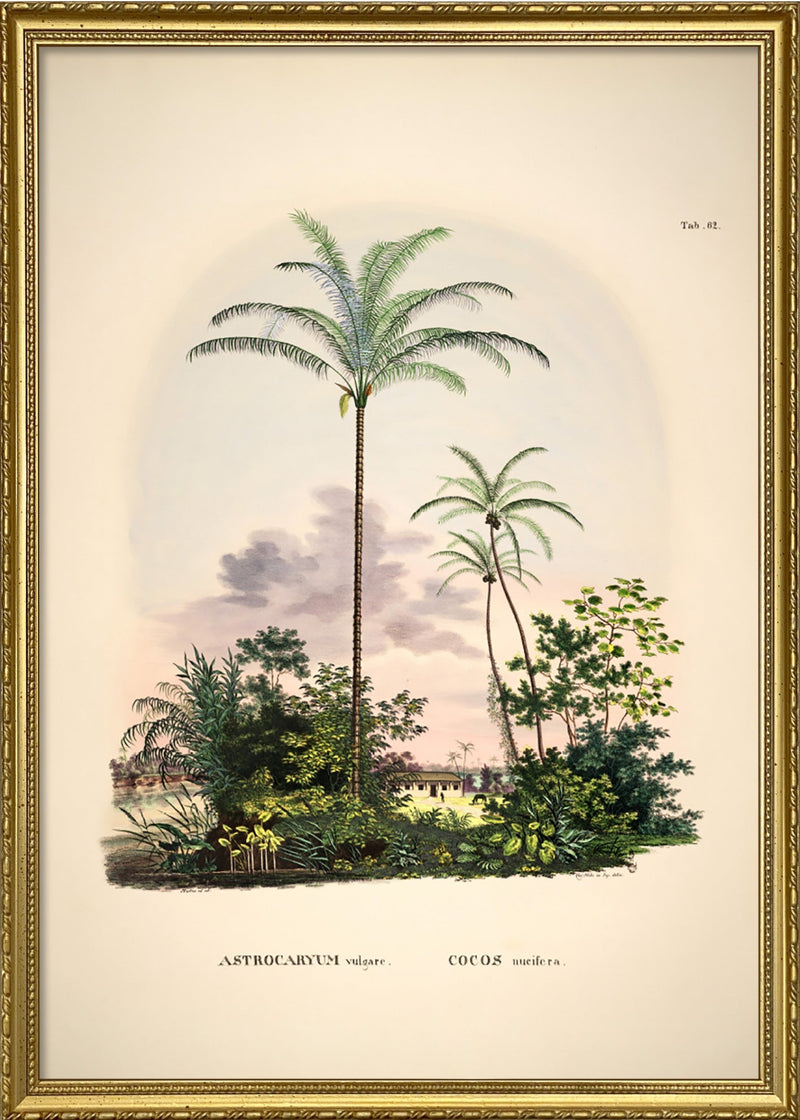 Astrocaryum Vulgare Cocos Nucifare
