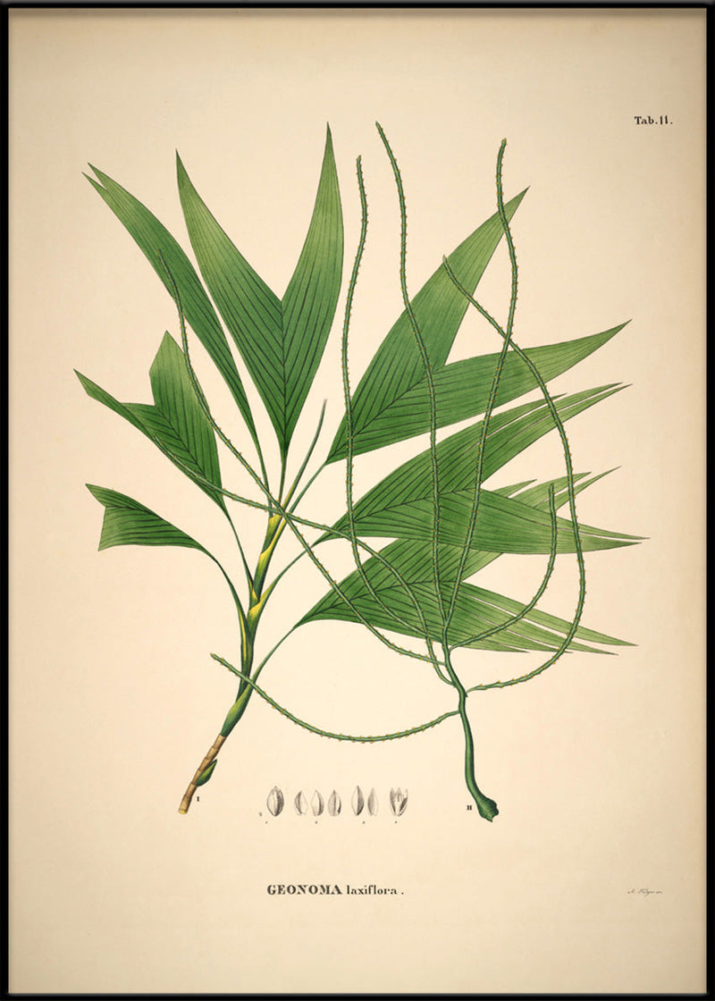 Geonoma Laxiflora