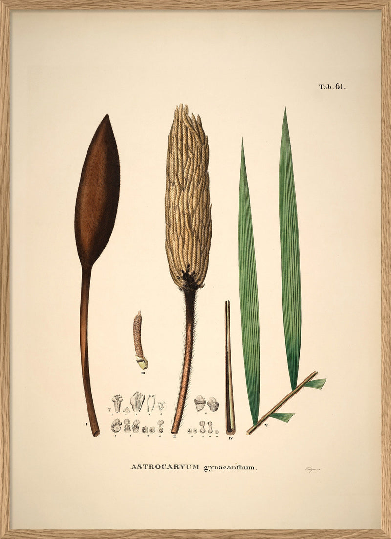 Astrocaryum Gynacanthum