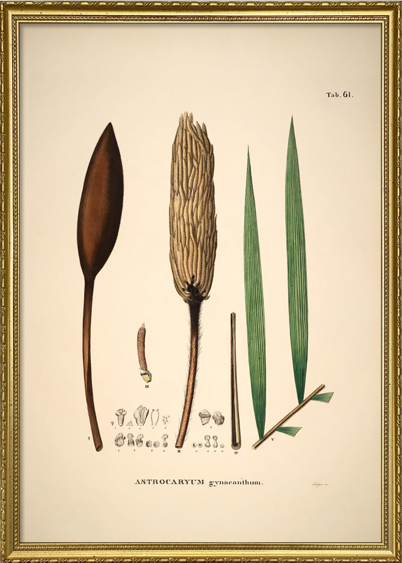 Astrocaryum Gynacanthum