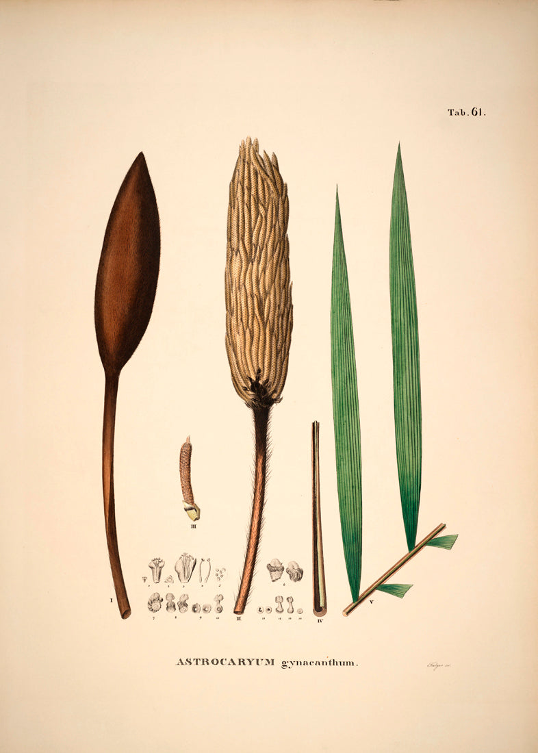 Astrocaryum Gynacanthum