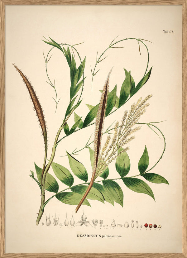 Desmoncus Polycanthos